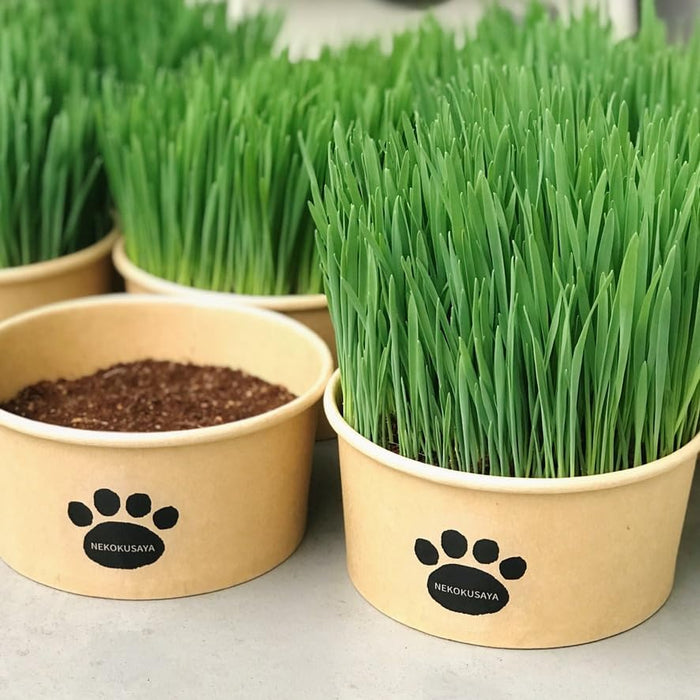 猫草選びに迷ったらコレ！無農薬＆すぐ食べられる猫草セット