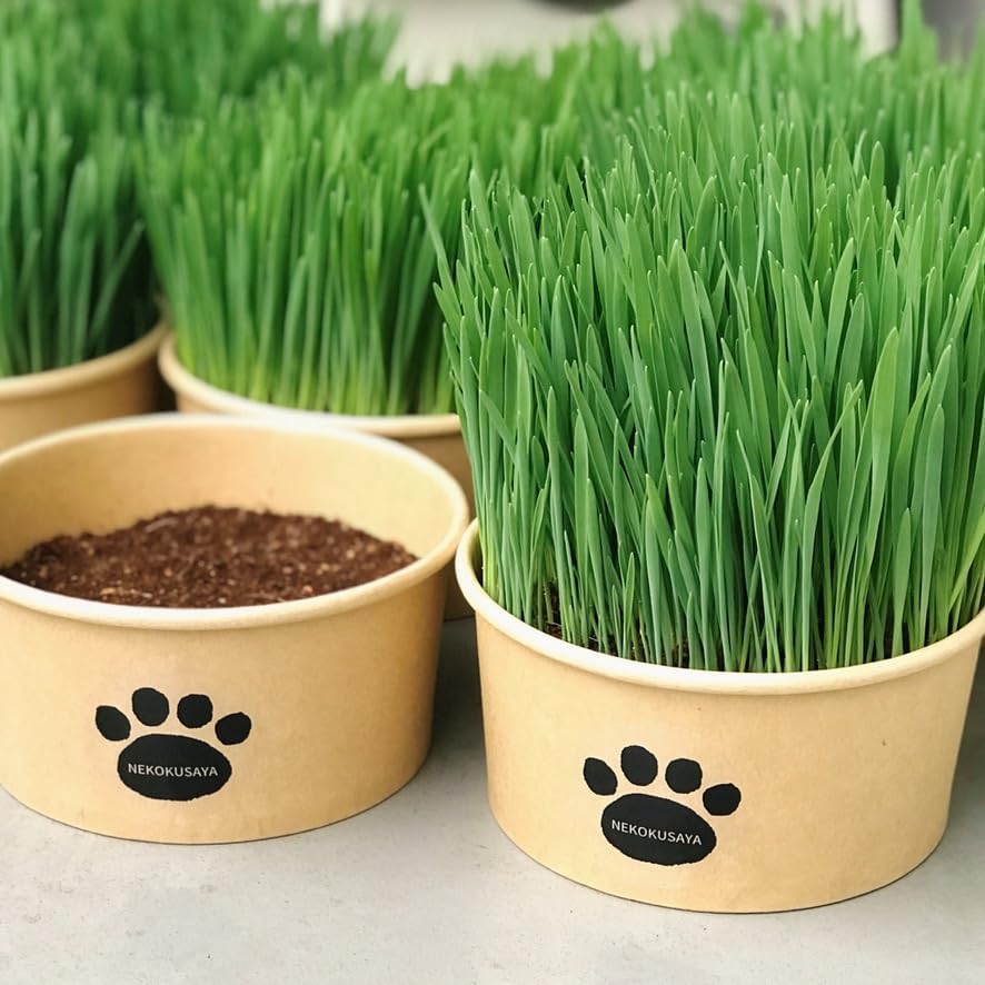 猫草選びに迷ったらコレ！無農薬＆すぐ食べられる猫草セット